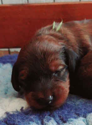 Balou