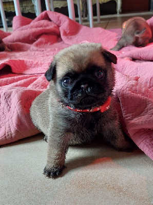 Adés (collier jaune)