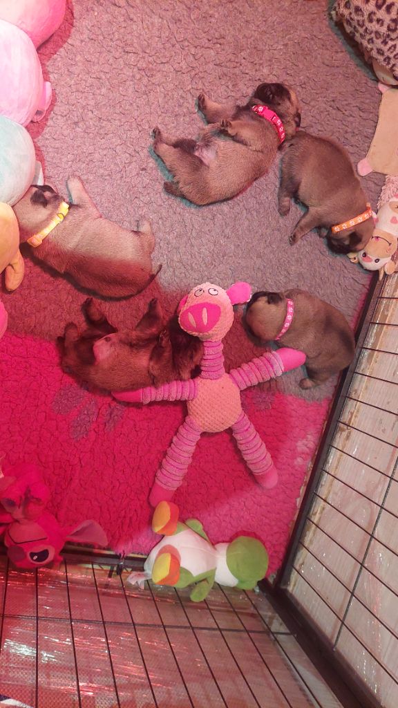 du domaine de la fée clochette - Carlin - Portée née le 14/09/2025