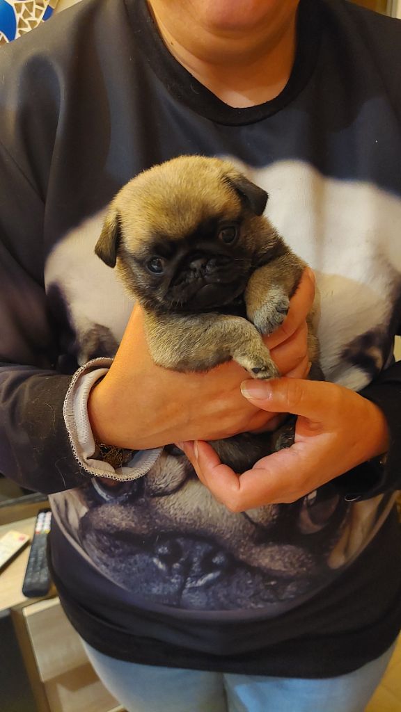 du domaine de la fée clochette - Chiots disponibles - Carlin